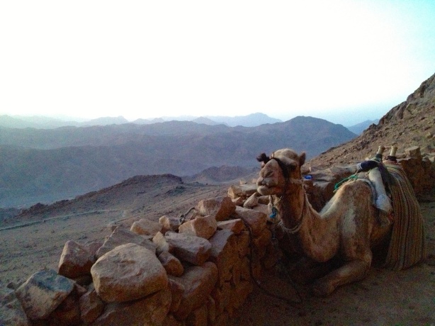 Good morning camel